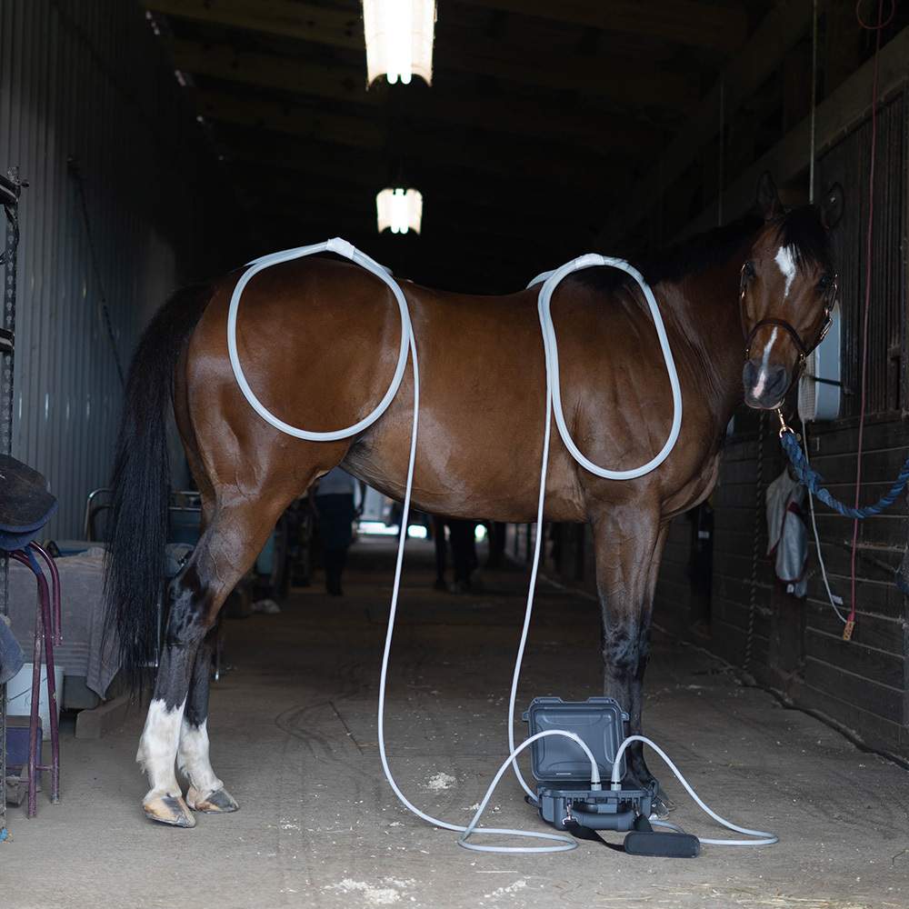 PEMF Therapy for Horses — Service Description Sheri Spencer, CEMT PTS